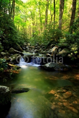 Lush green small waterfall stream