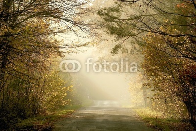 Country road through the autumn forest at sunset