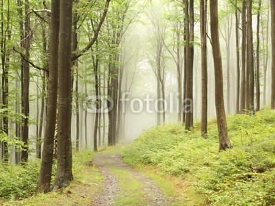 Path through foggy early autumn forest