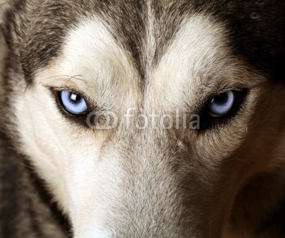 Close view of blue eyes of an Husky or Eskimo dog.