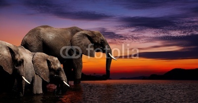 Elephant fantasy
