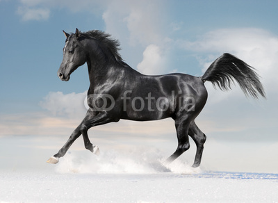 black arab horse on winter