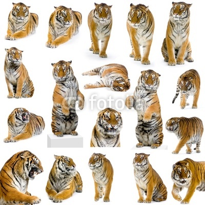 18 tigres adultes