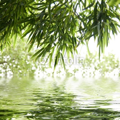 reflets de feuilles de bambous