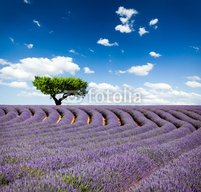 Lavande Provence France / lavender field in Provence, France