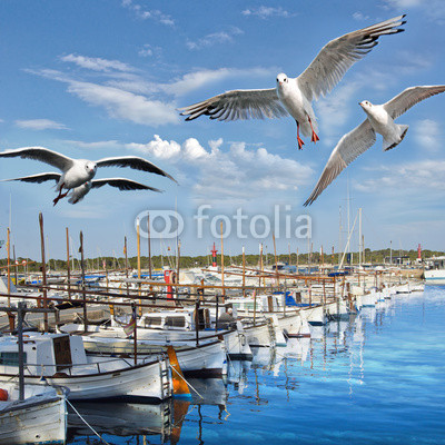 Hafen von Mallorca mit Möwen