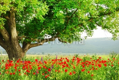 Poppy's field and big green tree
