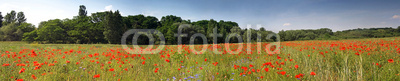 Panoramic view of the field with poppies