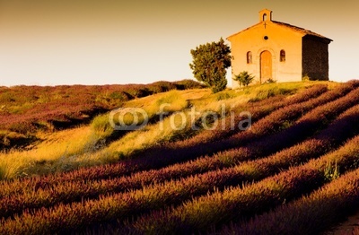 chapel with lavender field, Valensole, Provence, France