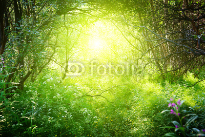 sunny day in deep forest