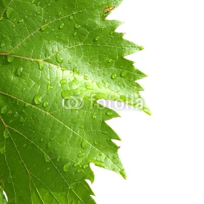 grape leaves on a white