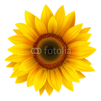 Sunflower isolated, vector.