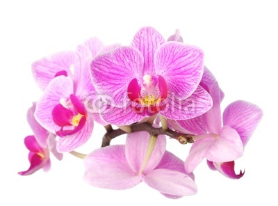 orchid on white
