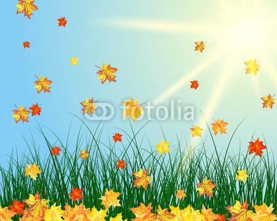sun meadow
