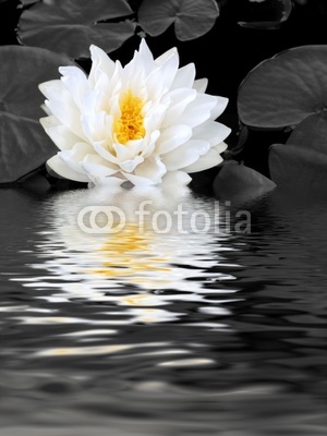White Lily Beauty