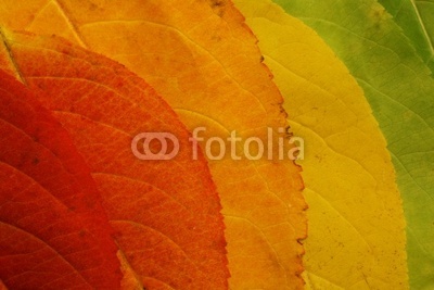autumn leaf palette