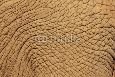 Piel de Elefante Africano.