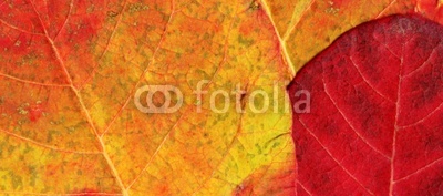 autumn multi-coloured maple Buckthorn  leaves