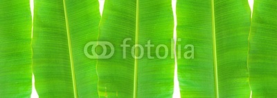 isolated banana leaf on white