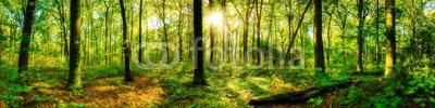 Waldpanorama mit Sonnenstrahlen