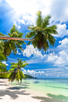 seychelles plage cocotier