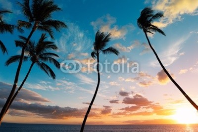 Sunset Palm Trees in Hawaii