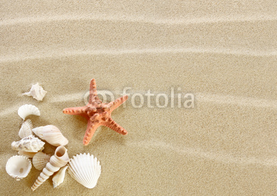 Starfish and shells on a sand beach