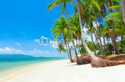 tropical beach with coconut palm trees. Koh Samui, Thailand