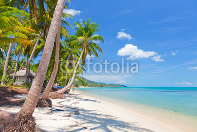 Koh Samui tropical beach and coconut palm trees