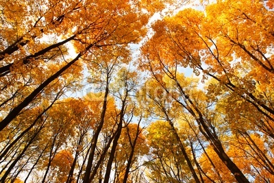 Looking up. Cupola of orange leaves. Sunlight.