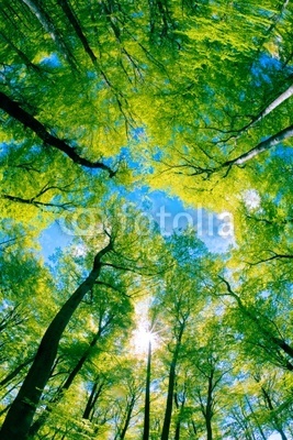 Tree canopy