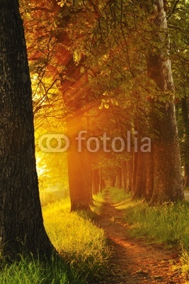 sunrise in beautiful alley