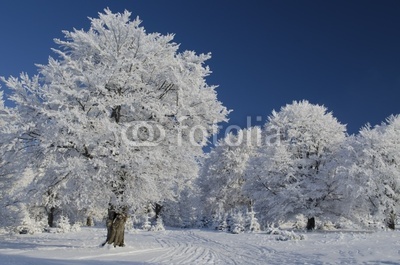 Snow tree under blue sky