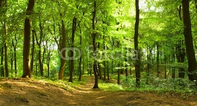 Waldweg im Sommer