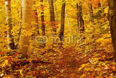 fall forest