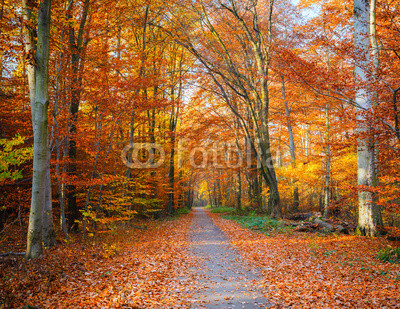 Pathway in the autumn forest