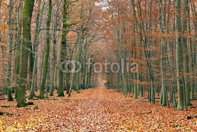 Pathway in the autumn forest