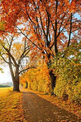 Pathway in the autumn park