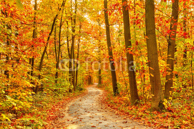 Pathway in the autumn forest