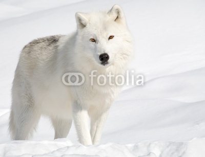 Arctic Wolf in the Snow Looking at the Camera