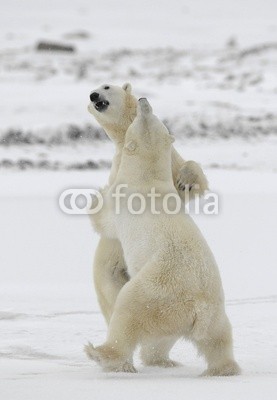 Fighting polar bears.