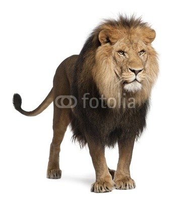 Lion, Panthera leo, 8 years old, standing