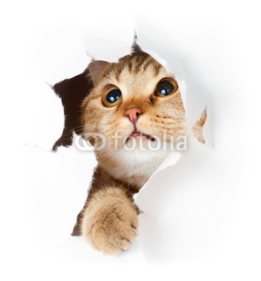 cat in paper side torn hole isolated