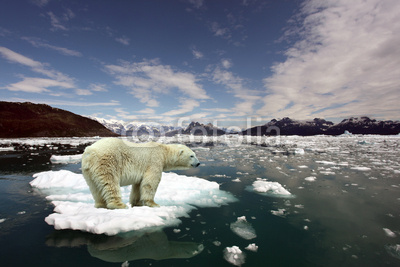 Polar Bear and global warming