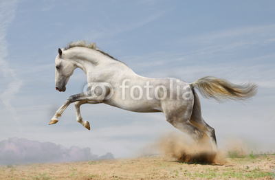 silver-white stallion on black