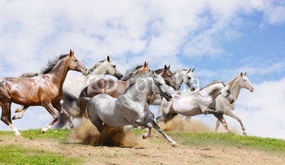 herd run on field