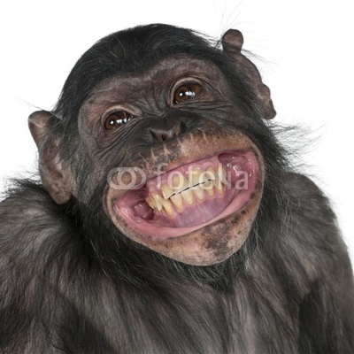 Close-up of Mixed-Breed monkey between Chimpanzee and Bonobo