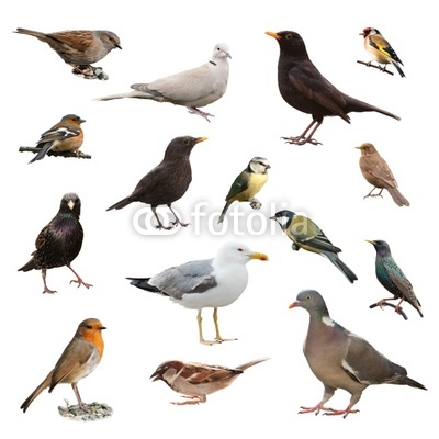 British Garden Birds