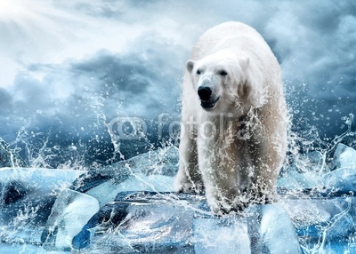 White Polar Bear Hunter on the Ice in water drops.