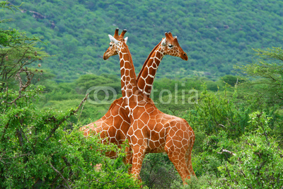 Fight of two giraffes